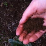 Soil is central to positive food systems